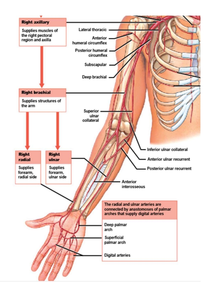 <p>1. The ascending aorta begins at the aortic semilunar valve of the left ventricle</p><p>2. The ascending aorta then ascends to the aortic arch.</p><p>Three arteries originate from the aortic arch:</p><p>A) left subclavian artery (blood to head, neck, shoulders, upper limb on left side)</p><p>B) left common carotid artery (neck/head/brain)</p><p>C) brachiocephalic trunk</p><p>3. The brachiocephalic trunk ascends for a short distance and then branches into:</p><p>A) right common carotid artery</p><p>B) right subclavian artery</p><p>4. The subclavian arteries arise into three branches:</p><p>A) Thyrocervical trunk (muscles/skin)</p><p>B) Internal thoracic artery (pericardium/wall of chest)</p><p>C) Vertebral artery (brain/spinal cord)</p><p>5. The subclavian arteries then leaves the thoracic cavity and becomes the axillary artery.</p><p>6. The axillary artery then becomes the brachial artery.</p><p>7. The brachial artery becomes the radial AND ulnar arteries.</p><p>8. The radial and ulnar arteries are connected by openings of palmar arches that supply the digits (fingers).</p>