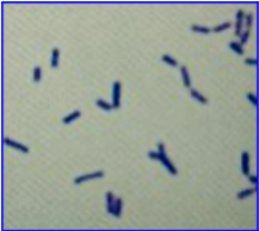 <p>What is the shape of the organism shown below?</p>