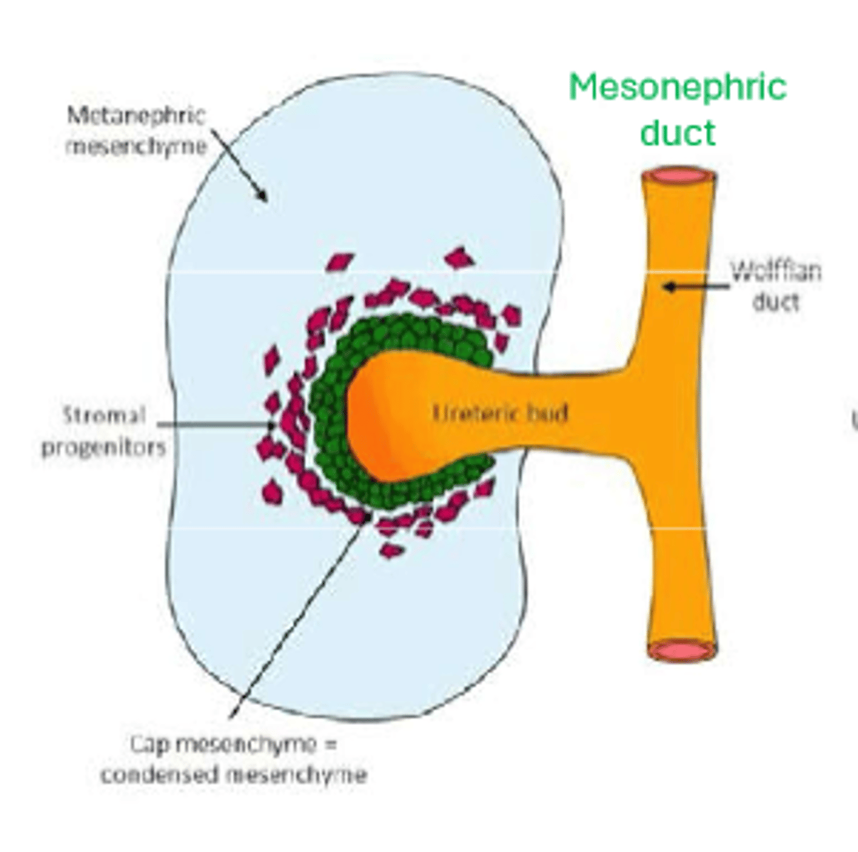 <p>wolffian duct (mesonephric duct)</p>