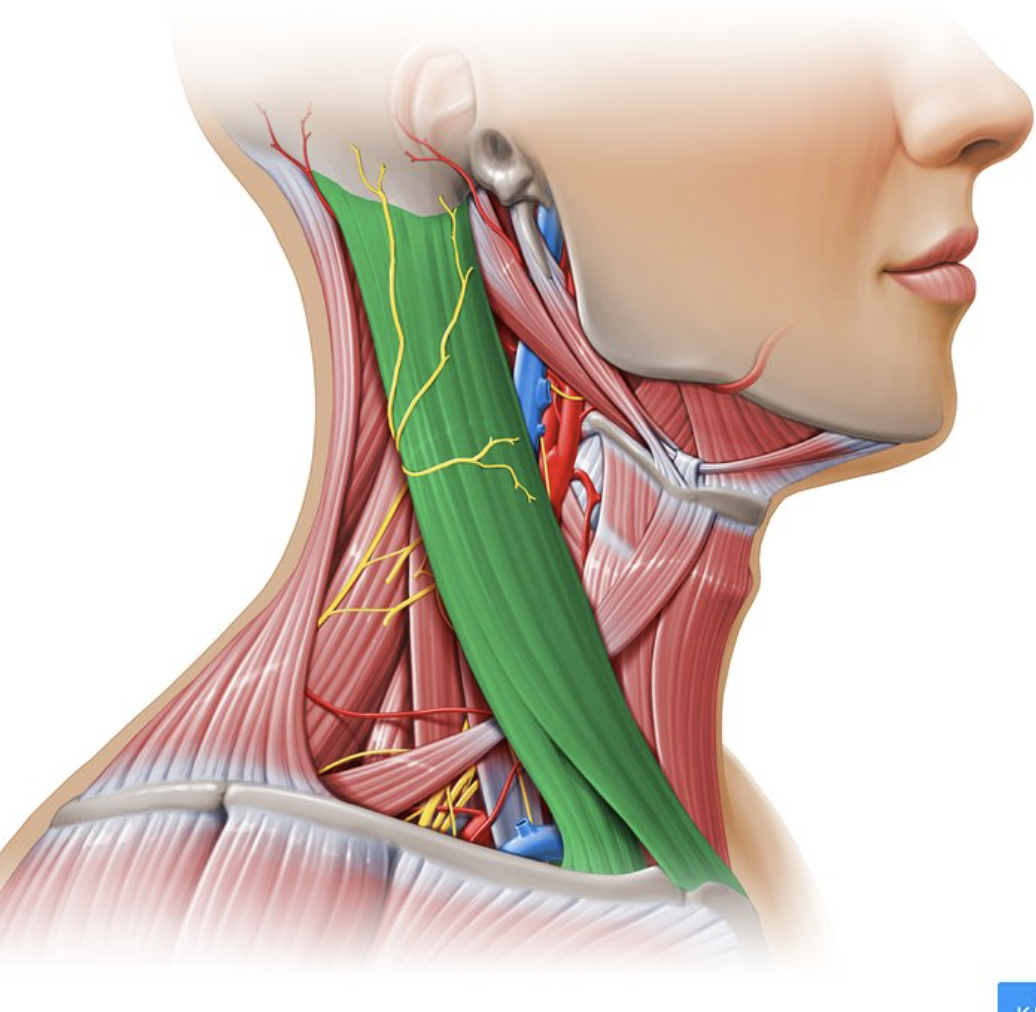 <p>origin : manubrium of sternum &amp; medial portion clavicle insertion : mastoid process of temporal bone &amp; superior nuchal line of occipital bone</p>