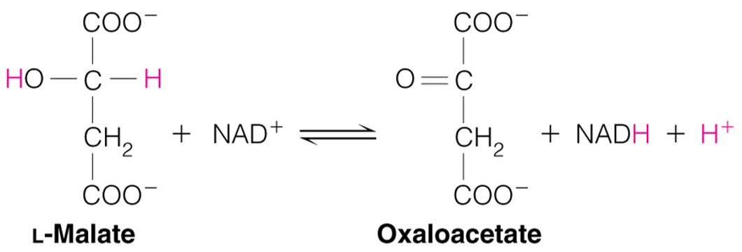 <p>L-Malate converted to Oxaloacetate</p><p>Enzyme: Malate Dehydrogenase</p>