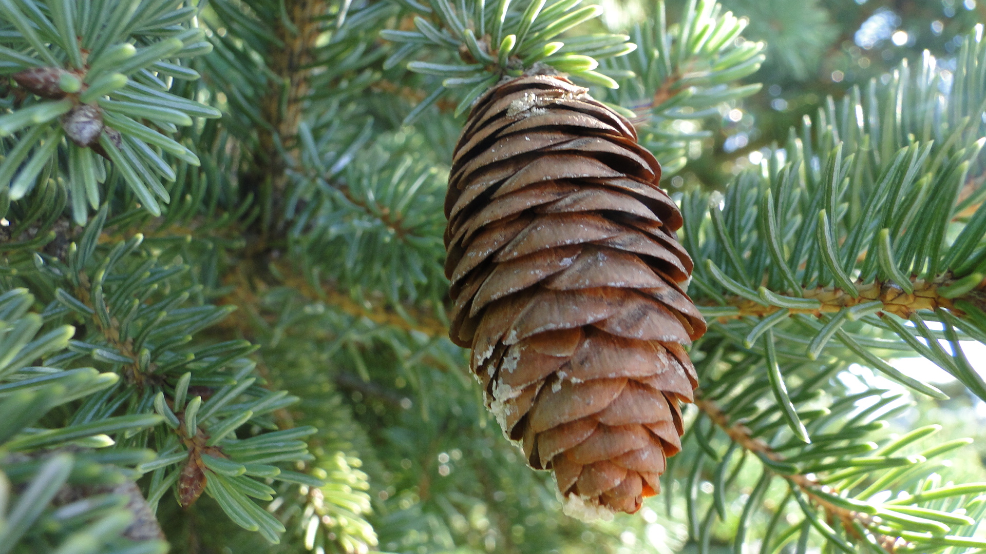 <p><span>Picea engelmannii. leaf is like claw foot. papery thin cone</span></p>