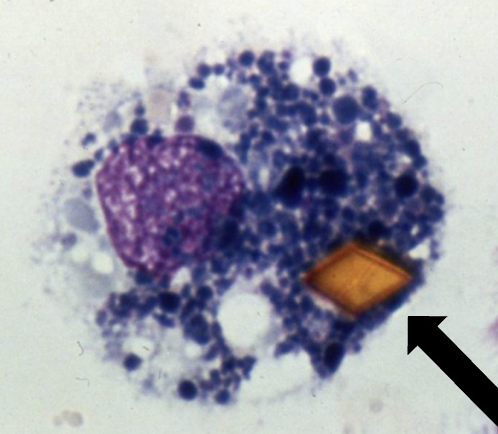 <p>What is present in the cell and when does this usually happpen?</p>
