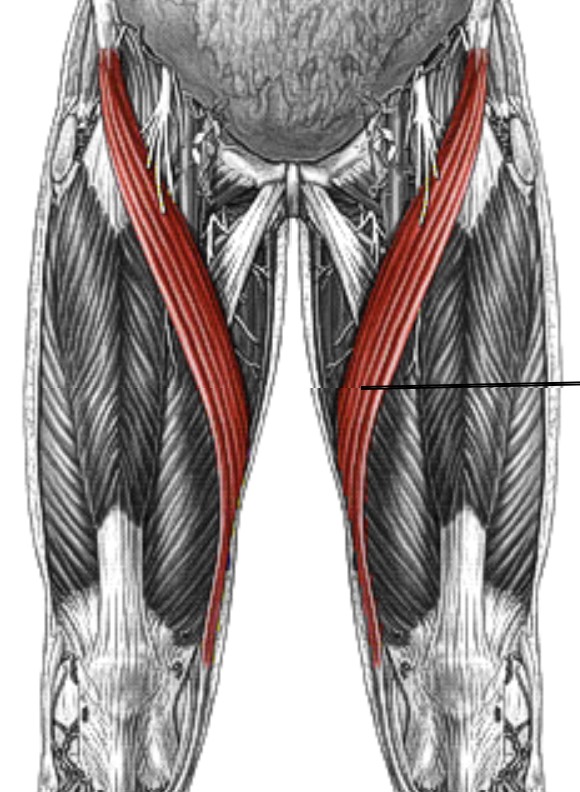 <p>Which muscle of the leg/knee is:</p><ul><li><p>Tailor’s muscle, anterior thigh</p></li><li><p>Action: flex, abduct, lateral rot hip/ flex, med rot knee</p></li><li><p>Nerve: femoral</p></li></ul><p></p>