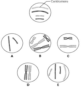 <p><span>The lettered circle in the figure shows a diploid nucleus with four chromosomes. There are two pairs of homologous chromosomes, one long and the other short. One haploid set is symbolized as black and the other haploid set is gray. The chromosomes in the unlettered circle have not yet replicated. &nbsp;Using the figure below, which lettered circle represent telophase?</span></p><p><span>A. A&nbsp;&nbsp;&nbsp;&nbsp;&nbsp;&nbsp;&nbsp;&nbsp;&nbsp;&nbsp;&nbsp;&nbsp;&nbsp;&nbsp;&nbsp; B.B&nbsp;&nbsp;&nbsp;&nbsp;&nbsp;&nbsp;&nbsp;&nbsp;&nbsp;&nbsp;&nbsp;&nbsp;&nbsp;&nbsp;&nbsp;&nbsp;&nbsp; C. C</span></p><p><span>D. D&nbsp;&nbsp;&nbsp;&nbsp;&nbsp;&nbsp;&nbsp;&nbsp;&nbsp;&nbsp;&nbsp;&nbsp;&nbsp;&nbsp;&nbsp; E.E</span></p><p><span>&nbsp;&nbsp;</span></p>