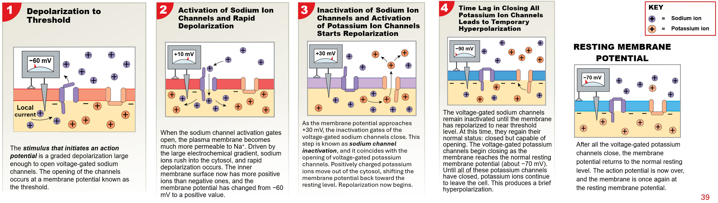 <p>wave of membrane depolarization that affects the entire neuronal membrane</p><ul><li><p><em>begins</em> at axon <em>initial segment</em> to axon terminals</p></li><li><p>propagated by opening voltage-gated ion channel</p></li><li><p>results in large depolarization that does not diminish as wave moves away from site of stimulus</p></li><li><p>occurs only if graded potentials change membrane potensial to threshold</p></li></ul><p></p>