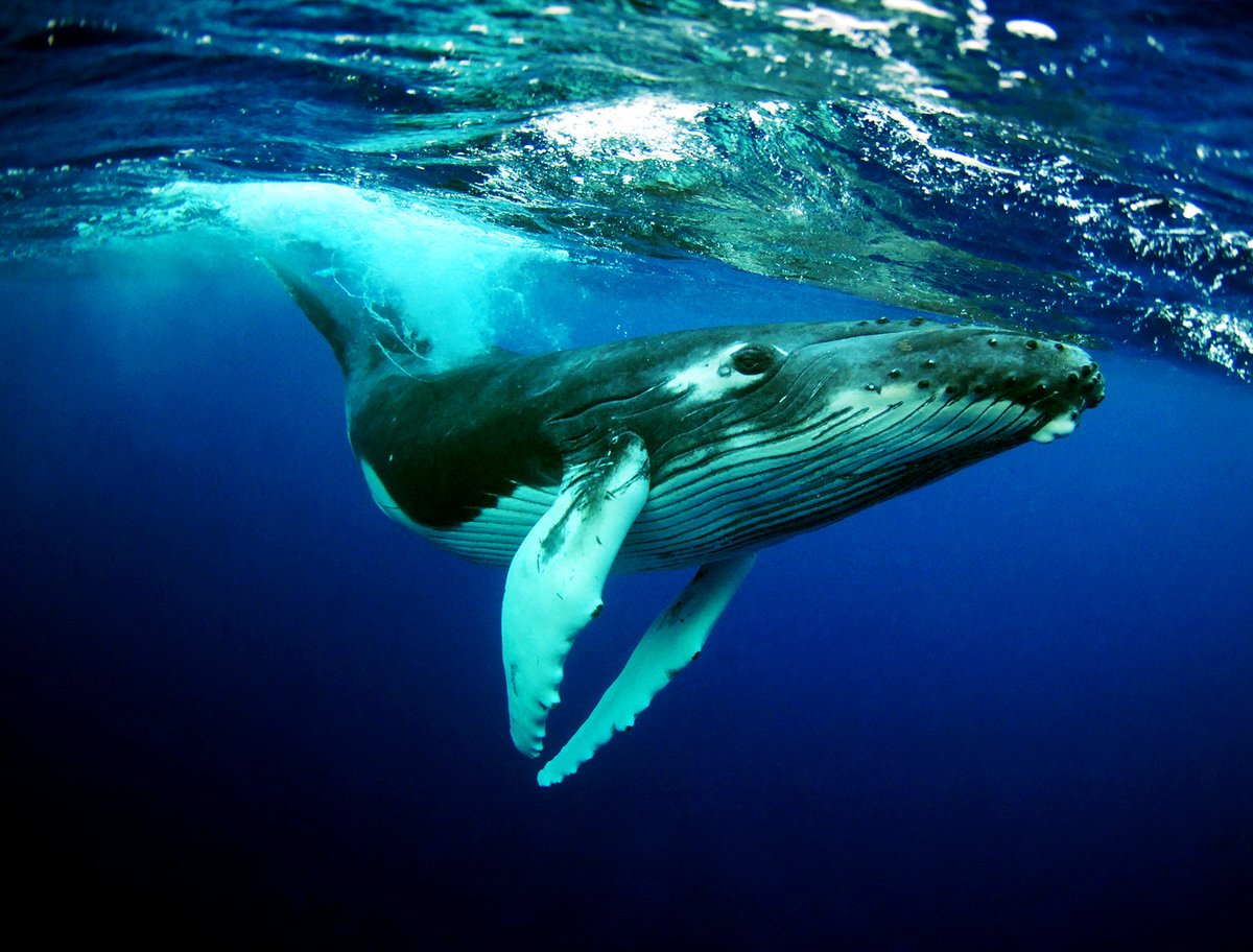 <p>a large marine mammal that is not typically found in zoos due to its size.</p>