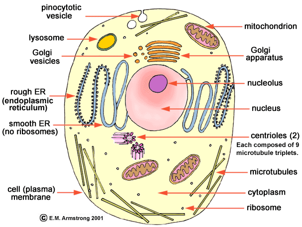 <p>EXAMPLE OF AN EUKARYOTIC CELL.</p>