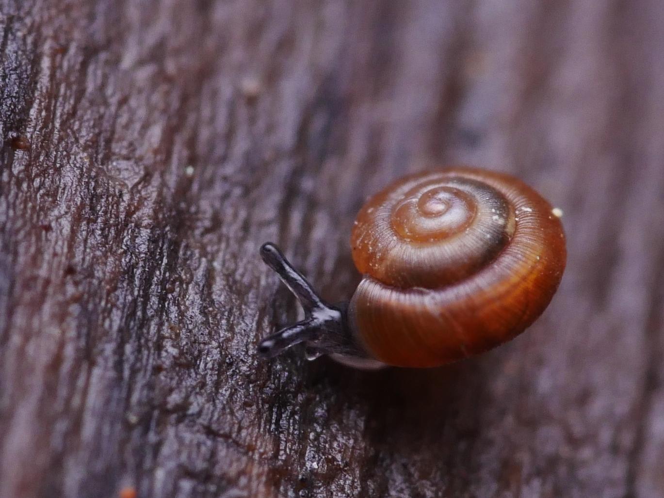 <p>Punctum pygmaeum, kääpiökotilo</p>