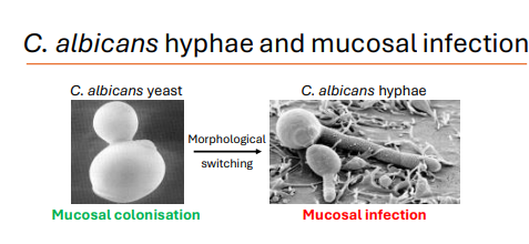 <p>under certain conditions - it can change morphology - eg immune suppression</p><p>Defective immunity:</p><ul><li><p>Fungal overgrowth</p></li><li><p>Yeast-to-hypha transition <strong>(morphological switching</strong>)</p></li><li><p>Tissue invasion</p></li></ul><p></p>
