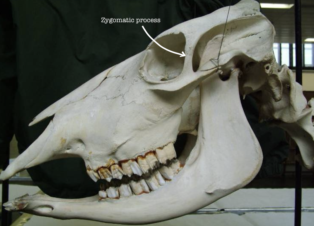 <p>Zygomatic process</p>