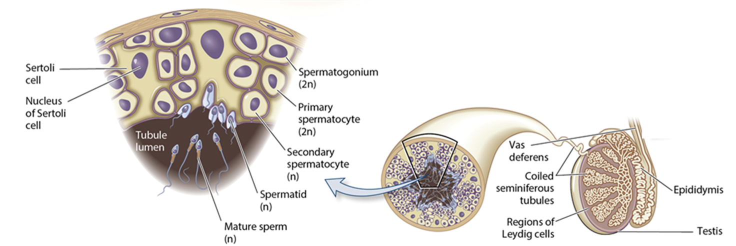 <p>testosterone </p>