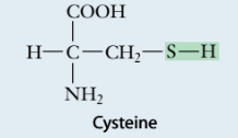 <p>thiols (example: cysteine)</p>