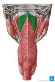 <p>Superior Constrictor - medial pterygoid, hamulus, pterygomandibular ligament, and pharyngeal raphe. Wall of nasopharynx. Functions: narrow vocal tract, alter resonance of tract, and contribute to velopharyngeal mechanism</p>