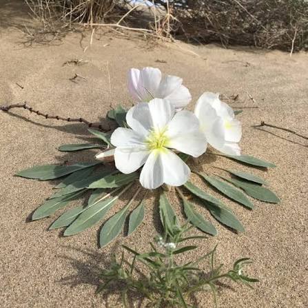 <p>Dune evening primrose</p>