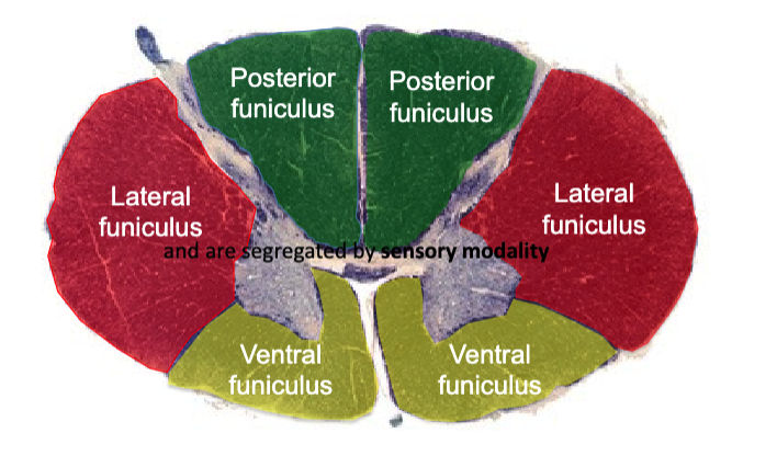<p>sensory modality</p>
