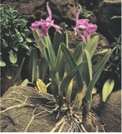 <p>An anchor plant obtains water from the air (orchids)</p>