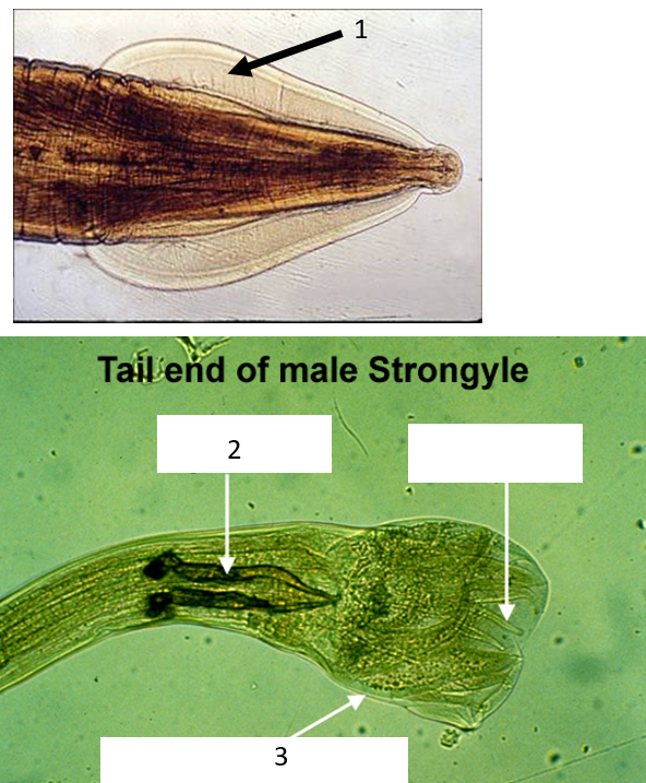 <p><span style="line-height: 107%;"><span>List the numbers 1-3 and write the anatomical structure labeled on the nematodes shown below.</span></span></p>