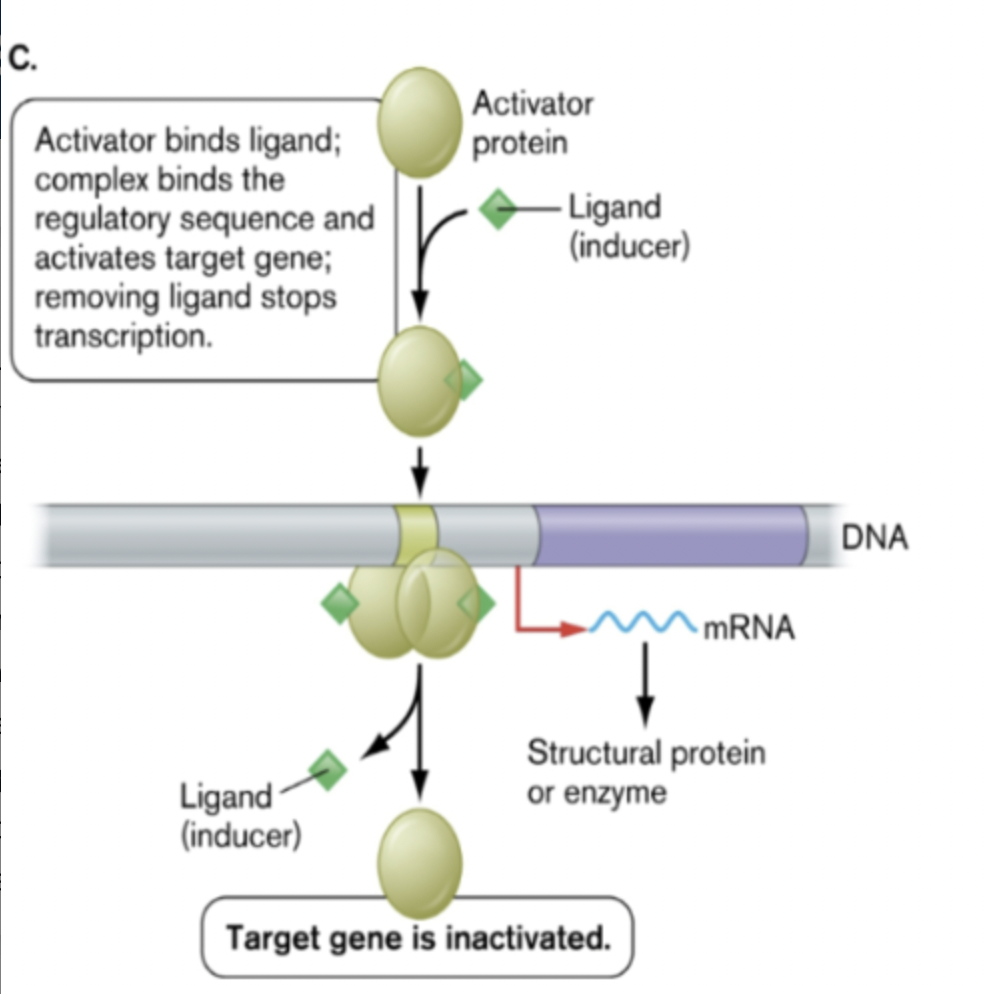 Binds to regulatory sequences in the DNA and promotes transcription of target genes
- Often acts to recruit or stabilize sigma factor interaction with a promoter
- Binding site is generally upstream of -35, -10 sequence (activator binding site)
- Interacts with alpha subunit RNA polymerase.
- Can also alter DNA structure to allow binding of sigma factor
- Activators can require co-factors to bind DNA
