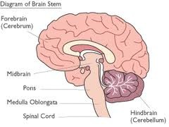 associated with higher brain function such as thought and action