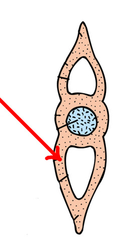 A type of ventral arch that encloses the blood vessels
