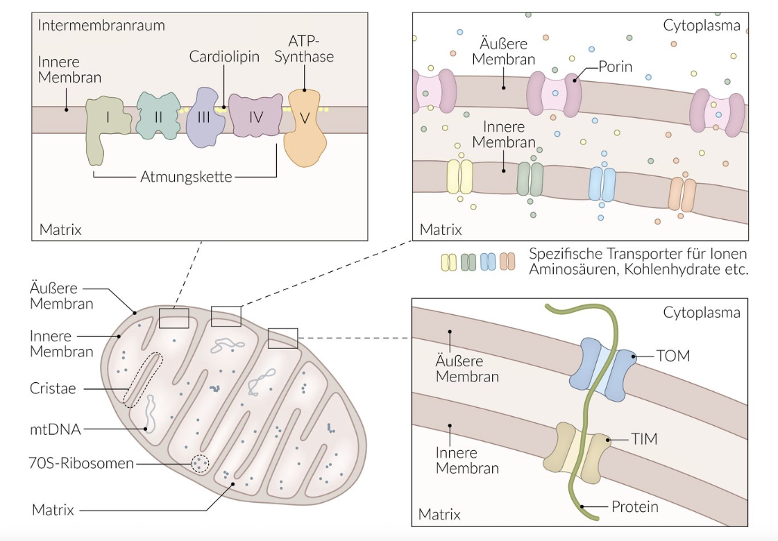<p>C. Mitochondrion</p>