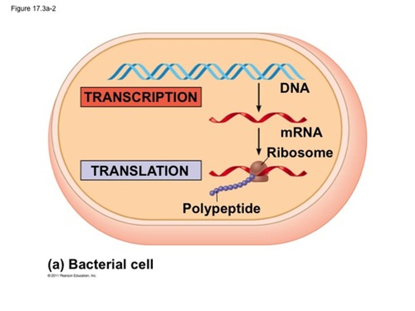 <p>DNA --> mRNA in nucleus is transcription</p><p>mRNA --> tRNA --> AA --> protein is translation</p>