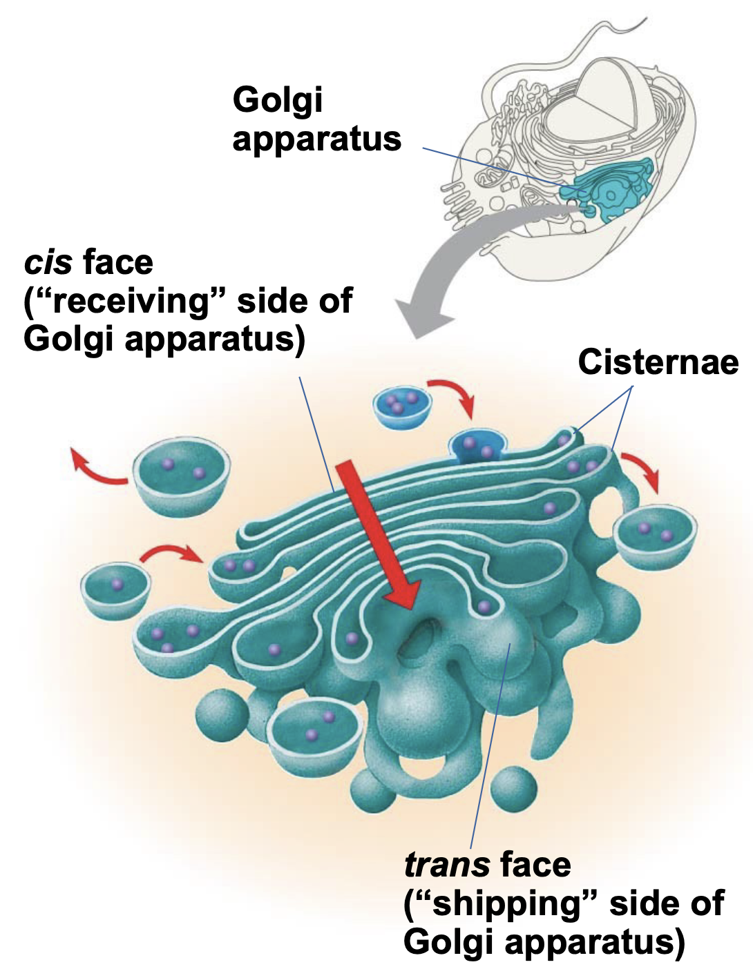 .Shipping and Receiving Center \n .The Golgi apparatus consists of flattened membranous sacs called cisternae \n .Modifies products of the ER \n .Manufactures certain macromolecules (such as cell wall polysaccharides in plants and fungi) \n .Sorts and packages materials into transport vesicles