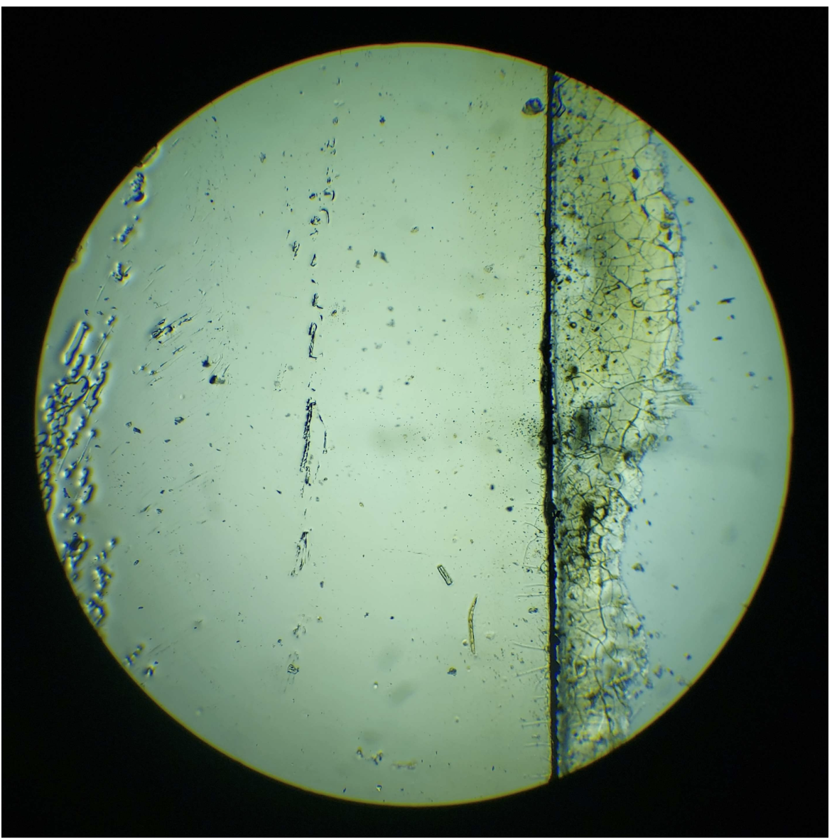<p>Trichomes</p>
