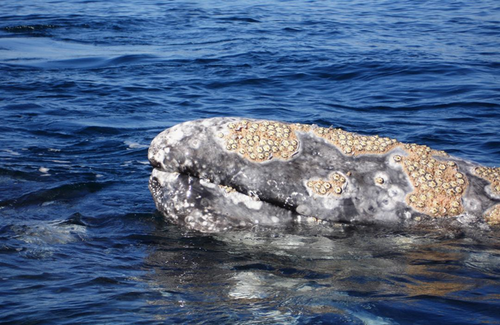 <p>One species benefits and the other is unaffected example: whale and barnacle</p>