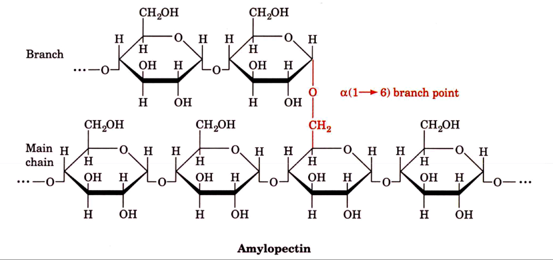 <p>taste sweet? monomeric sugars are hydrolyzed&nbsp;</p><ol><li><p>Amylase (starch hydrolyzed by this enzyme that is present in saliva)</p></li></ol><ul><li><p>Enzyme is saliva that hydrolyzes the a (1 → 4) glycosidic bonds of starch&nbsp;</p></li></ul><ol start="2"><li><p>a-glucosidase&nbsp;</p></li></ol><ul><li><p>Hydrolyzes one glucose residue at a time&nbsp;</p></li></ul><ol start="3"><li><p>Debranching enzyme&nbsp;</p></li></ol><ul><li><p>Hydrolyzes a (1 → 4) and a (1 → 6) glycosidic bonds&nbsp;</p></li></ul><p></p>