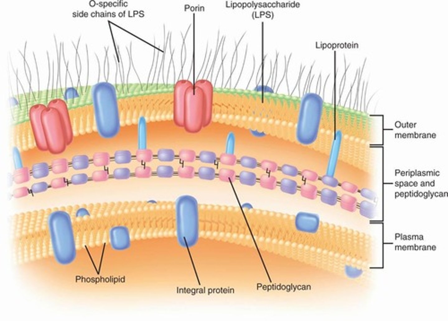 <p>Rigid structure providing shape and protection.</p>