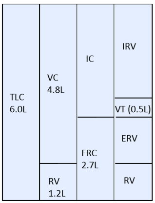 <p>vital capacity</p>