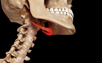 <p>name of bone</p>