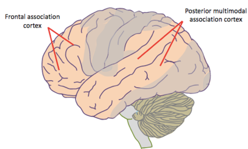 -a multimodal association cortex
-where the different sensory modalities converge 
-involved in the ability the use sensory information to guide action
-involved in higher order cognitive processing such as language