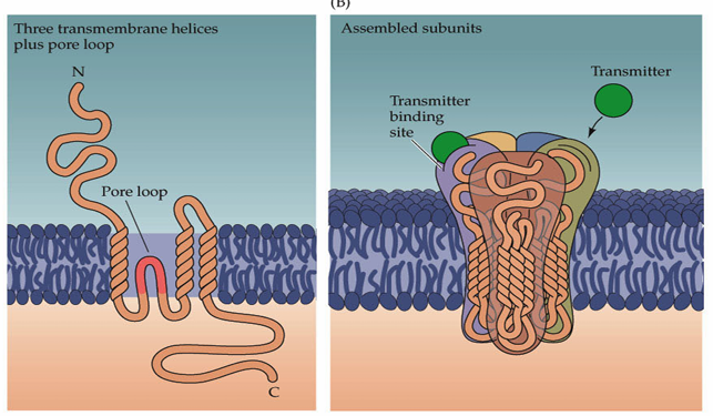 <p><span>The channels are made up of subunits which have three transmembrane-spanning domains and a re-entrant loop. Most models predict 4 subunits making up an ion channel. There is also an extracellular amino terminus and an intracellular carboxy terminus. </span></p><p><span>Different receptors are made up of differing combinations of subunits, allowing them to have different characteristics</span></p><p></p>