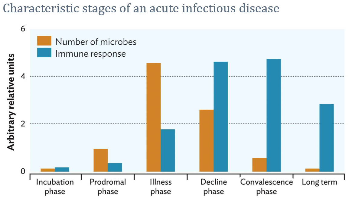 <ul><li><p><strong>Incubation</strong> = This refers to the time elapsed between exposure to a pathogenic organism, and from when symptoms and signs are first apparent</p></li><li><p><strong>Prodromal</strong> = In this phase, the numbers of infectious agents start increasing and the immune system starts reacting to them</p><ul><li><p>It is characterized by early symptoms that might indicate the start of a disease before specific symptoms occur</p></li></ul></li><li><p><strong>Invasion</strong> = is characterized by active replication or multiplication of the pathogen and its numbers peak exponentially, quite often in a very short period of time.</p><ul><li><p>includes the time when a person shows apparent symptoms of an infectious disease</p><ul><li><p>Symptoms are very pronounced, both specific to the organ affected as well as in general due to the strong reaction of the immune system</p></li></ul></li></ul></li><li><p><strong>Convalescence</strong> = the patient recovers gradually and returns to normal</p><ul><li><p>may continue to be a source of infection even if feeling better</p></li><li><p>Depending on the severity of the infection, some people may have permanent damage even after the infection resolves.</p></li></ul></li></ul>