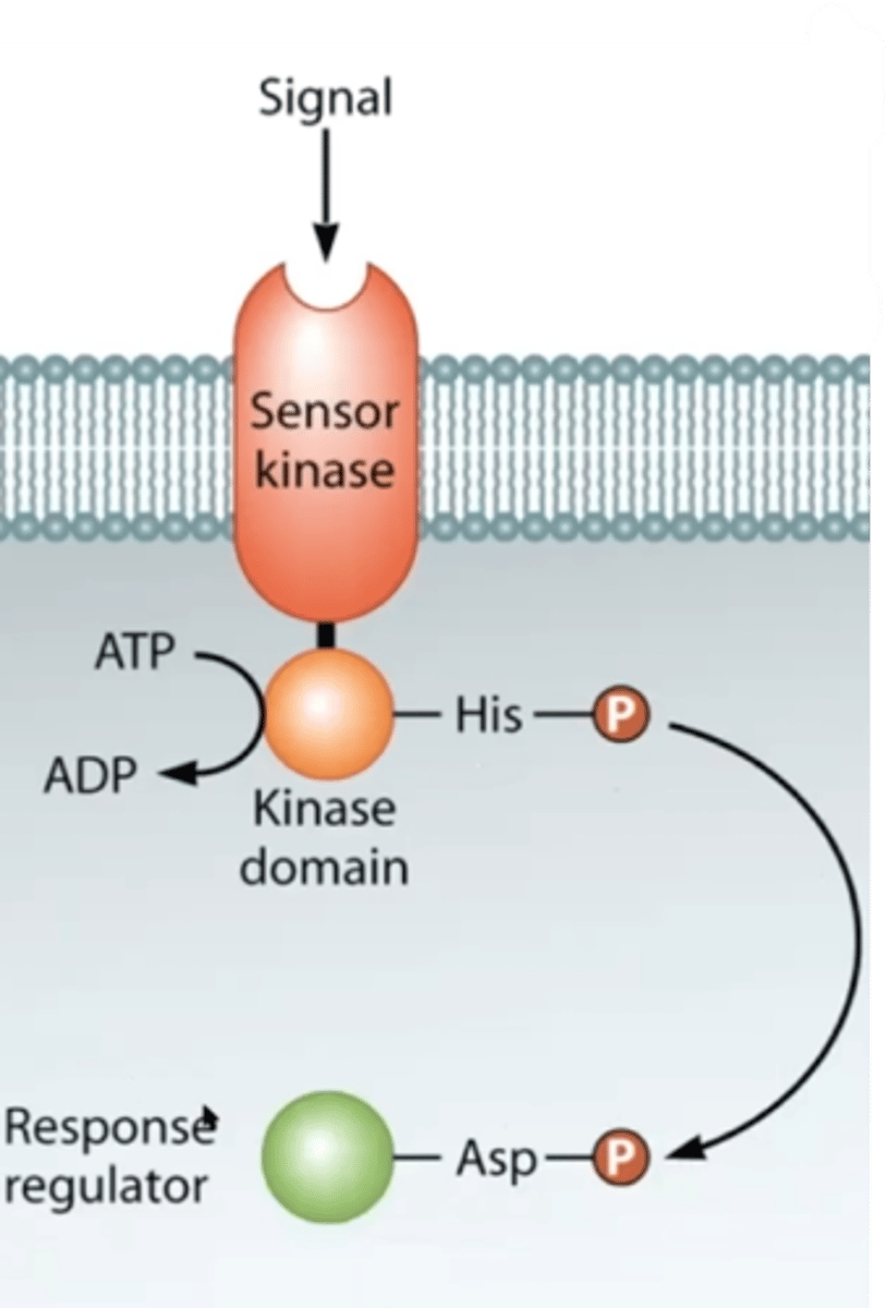 <p>The phosphate group is transferred to a response regulator, which can bind to DNA and regulate transcription.</p>