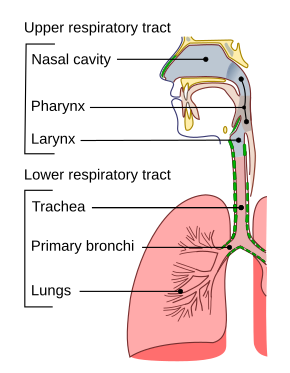 <p>Bordetella Pertussis </p><p>Upper and lower Respiratory tract (pharynx, larynx, trachea, bronchial tubes)</p><p>Prodromal Stage; mild, cold like </p><p>PAROXYSMAL stage: severe coughing, uncontrollable, end in prolonged high pitch inspiration </p><p>Convalescent stage (resolution) </p><p>Vaccines: DTap, Tdap</p><p>(humans)</p><p>Inhalation of secreions</p>