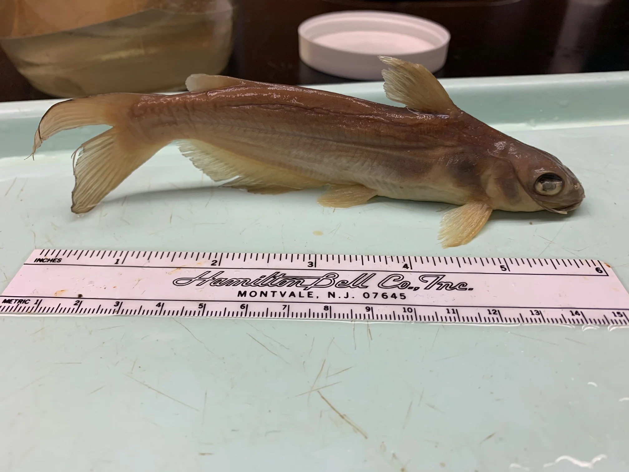 <p>What fish is this?</p>