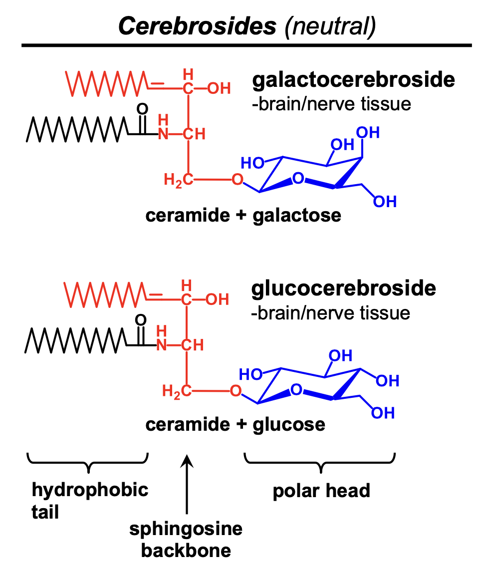 <p>ceramide and sugar</p>