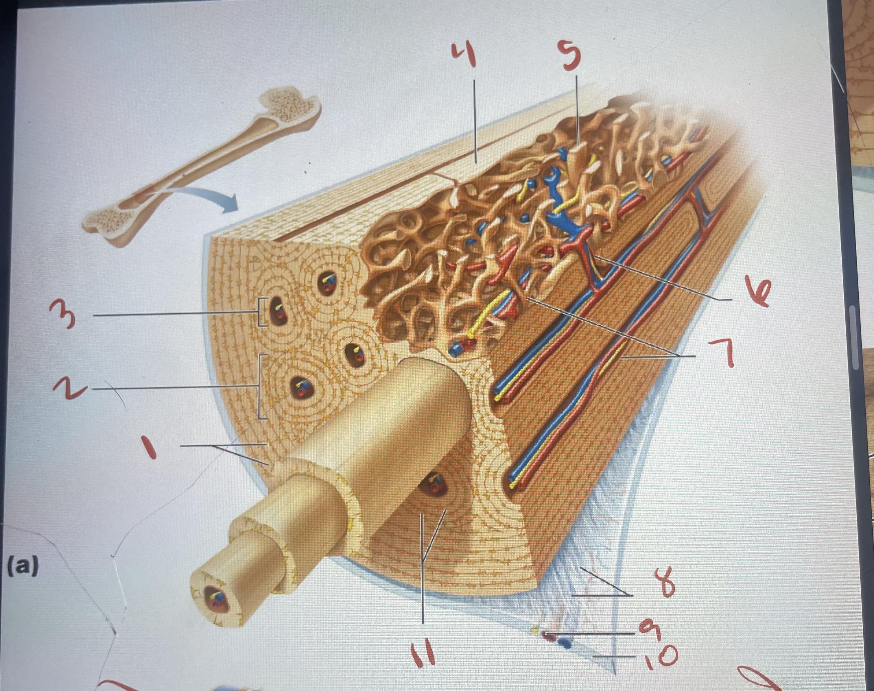<p>What is located at 5</p>