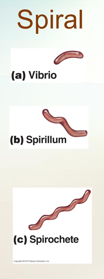 <p><span style="background-color: transparent;"><strong>Shapes and Arrangements of Bacterial Cells </strong></span></p>