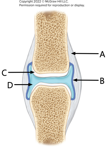 <p>What is label D?</p>