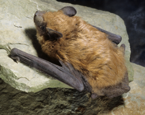 <p>Big Brown Bat</p>