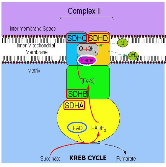 <ul><li><p>2 transmembrane subunits (SDHC &amp; SDHD)</p><ul><li><p>Heme b &amp; Ubiquinone is sandwiched between SDHC &amp; SDHB</p></li></ul></li><li><p>2 matrix subunits (SDHA &amp; SDHB)</p><ul><li><p>SDHA contains a bound FAD cofactor and is the binding site for succinate</p></li><li><p>SDHB has 3 Fe-S centers</p></li></ul></li></ul><p>Function → Forms a direct link with the Kreb cycle. To transfer electrons from succinate (in Kreb cycle) through complex II to Ubiquinone and then to complex III without pumping of H+</p><ol><li><p>When succinate is converted to Fumarate in the Krebs cycle, electron pairs move from succinate to FAD cofactor, reducing FAD to FADH2</p></li><li><p>Electrons is transferred from FADH2 to 3 Fe-S centers.</p></li><li><p>Heme b prevents reactive oxygen species formation and does not participate in electron transfer</p></li><li><p>Electrons is transferred from Fe-S centers to coenzyme Ubiquinone, resulting in the formation of QH2</p></li><li><p>QH2 then transfers e- to complex III</p></li></ol><p></p>