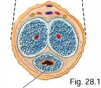 <p>What does the corpus spongiosum surround and form?</p>