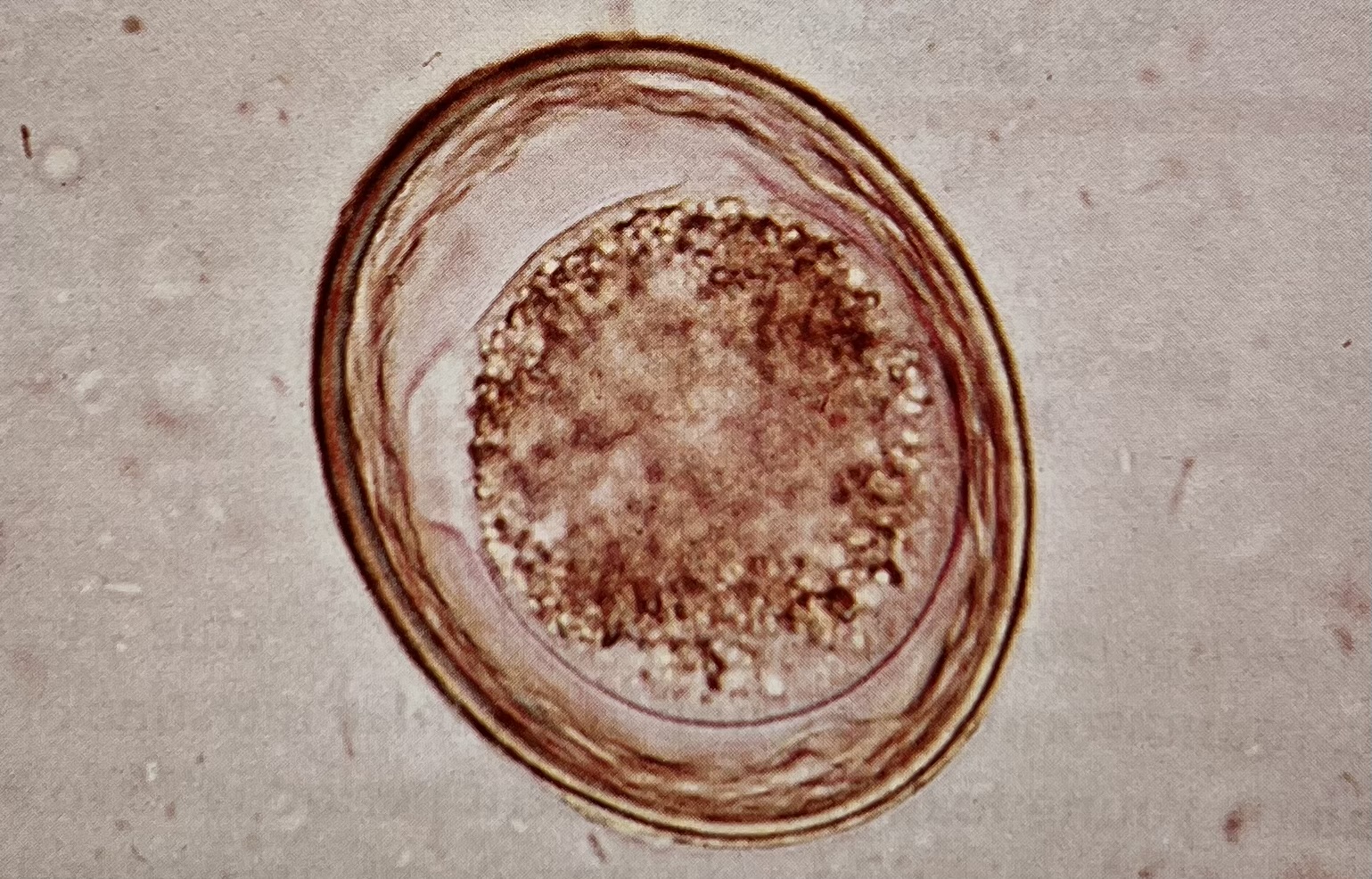 <p>What egg is this? (notice the layers)</p>