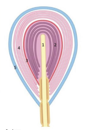 term image