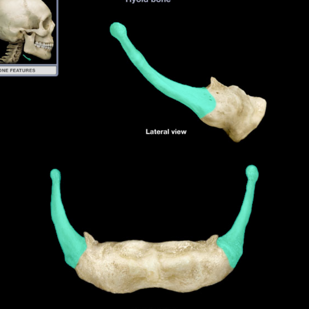 <p>what part of the bone is highlighted </p>